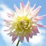 新时代APP的市场竞争格局与发展趋势分析 fvtq0zqff